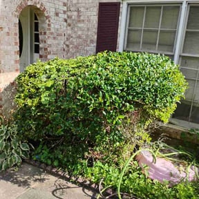 Bush Trimming by Stans lawn care reviewed on August 20, 2025