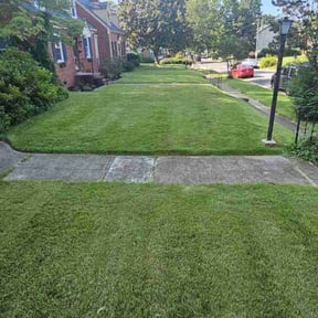landscaping by The Swole Life Corporation dba Swole & Bold Lawn Grooming reviewed on August 15, 2025