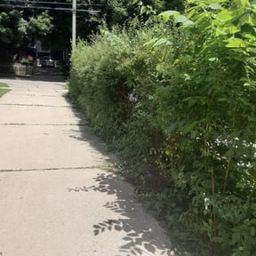 Bush Trimming by Peachy clean pressure washing, LLC reviewed on November 19, 2025