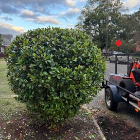 Bush Trimming by Deshun Walker Inc reviewed on December 11, 2025