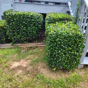 Bush Trimming by Surwillo Lawn &amp; Landscaping reviewed on September 17, 2024