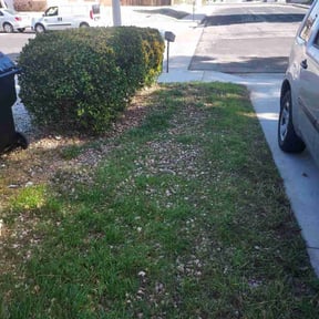 Bush Trimming by J&amp;M Landscaping reviewed on June 9, 2026