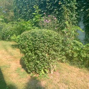 Bush Trimming by Maryhaven farm reviewed on August 18, 2025