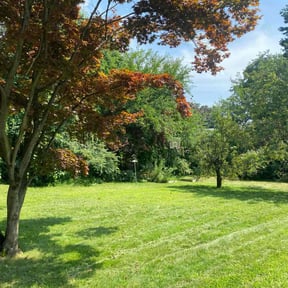 yard maintenance by TOMS - Total Outdoor Maintenance reviewed on August 20, 2025
