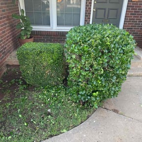 Bush Trimming by LGM Property Associates reviewed on August 15, 2025