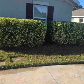 Bush Trimming by Pitchfork Landscaping reviewed on October 22, 2025