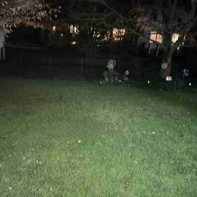 Leaf Removal by Fresh cut reviewed on November 20, 2025