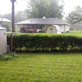 Bush Trimming by YPMI Services  llc reviewed on August 27, 2019