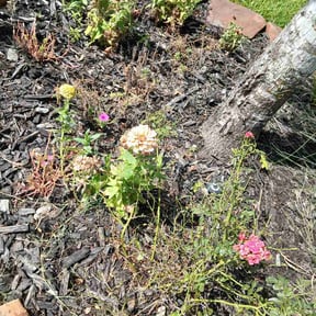 Flower Bed Weeding by Peak Coat co. reviewed on August 14, 2026