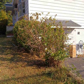 Bush Trimming by Mike&#039;s Lawn Care Services N More reviewed on May 9, 2025