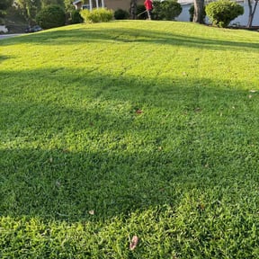 turf care by Mr Lawn Service reviewed on August 21, 2025