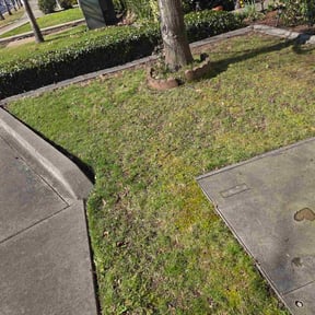 Leaf Removal by Francisco amaya reviewed on April 14, 2026