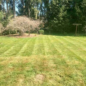 lawn care by Unique landscape reviewed on January 30, 2025