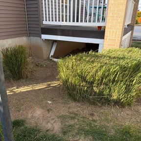 Bush Trimming by Coordin8 Services reviewed on August 10, 2025