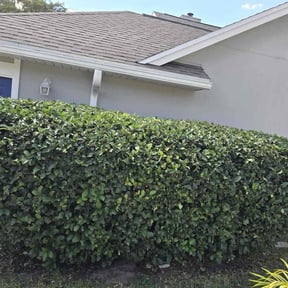 Bush Trimming by Quality lawn care services. reviewed on October 18, 2025