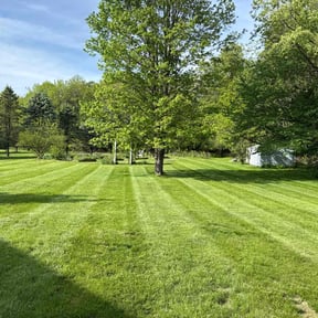 yard service by The lawn Service,LLC reviewed on April 25, 2024