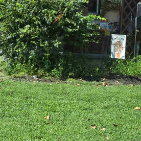 grass maintenance by Lindsey&#039;s Lawn Care reviewed on June 7, 2024