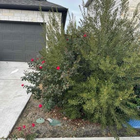 Bush Trimming by TOMS - Total Outdoor Maintenance reviewed on November 21, 2025