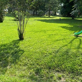 yard service by The Simple Lawn reviewed on November 23, 2025