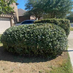 Bush Trimming by Pro Lawn Cut reviewed on November 9, 2017