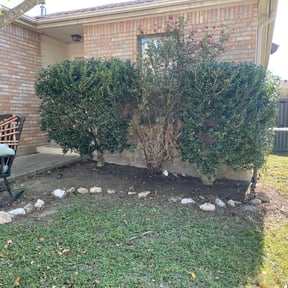 Bush Trimming by CH Lawn Service reviewed on August 19, 2025