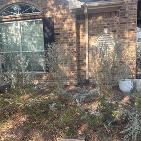 Bush Trimming by Azwesthomeservices reviewed on November 23, 2025