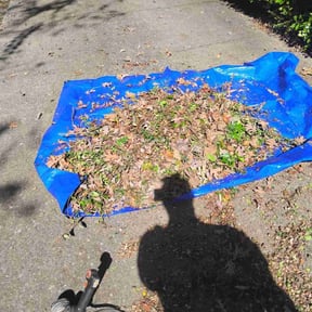 Bush Trimming by 209 solutiins reviewed on November 25, 2025