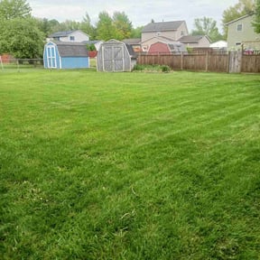 turf care by CostCutting lawncare reviewed on August 17, 2025