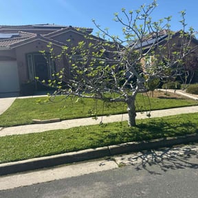 turf care by Lawn Barber And Pressure Washing reviewed on March 22, 2024