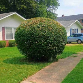 Bush Trimming by C&amp;J Lawn Care reviewed on December 7, 2025