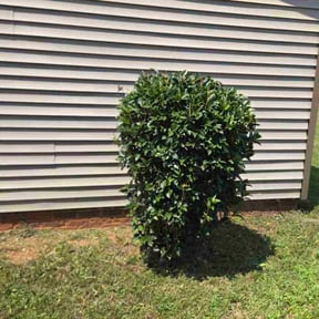 Bush Trimming by All Electric Landscaping reviewed on December 8, 2025