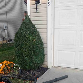 Bush Trimming by Shortys handyman lawn and snow removal reviewed on August 17, 2025