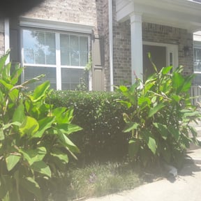 Bush Trimming by Priority Preservation service LLC reviewed on August 17, 2025