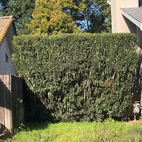 Bush Trimming by ADG Lawncare Services, LLC reviewed on October 18, 2023