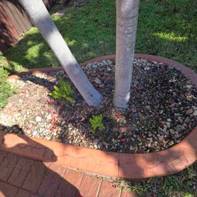 Flower Bed Weeding by J.L M.A reviewed on November 23, 2025