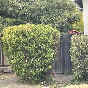 Bush Trimming by Ernesto’s Lawn Care reviewed on May 11, 2024