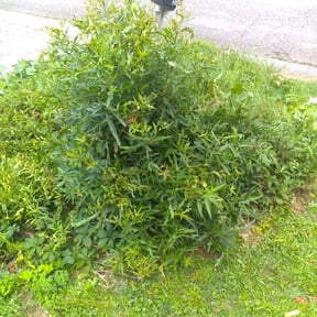 Bush Trimming by NEW SEASON LAWN SERVICES reviewed on August 21, 2025