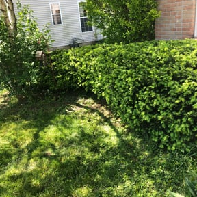 Bush Trimming by Forever Green FG LLC reviewed on June 7, 2025
