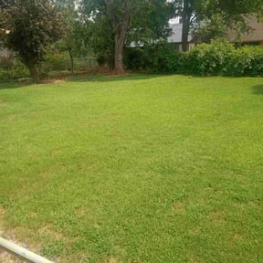 yard care by Trevors Turf Care reviewed on August 17, 2025