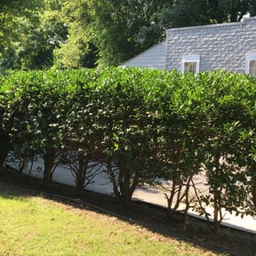 Bush Trimming by Outdoor Delight Landscaping reviewed on November 19, 2025