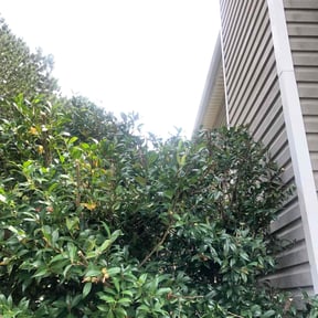 Bush Trimming by Lonnie West reviewed on April 22, 2024