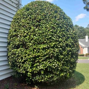 Bush Trimming by Mr. Mow it all reviewed on August 21, 2025