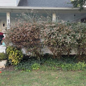 Bush Trimming by LAWN CARE reviewed on November 18, 2025