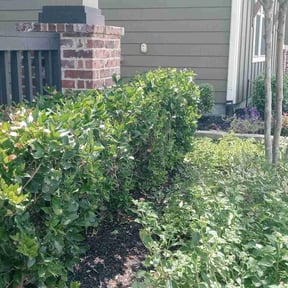 Bush Trimming by Green Missions Landscaping LLC reviewed on August 19, 2025