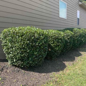 Bush Trimming by Central Service LLC reviewed on August 2, 2026