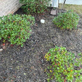 Flower Bed Weeding by Damon&#039;s lawncare reviewed on November 5, 2025
