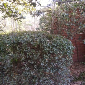 Bush Trimming by Malik's Lawn care services reviewed on August 19, 2025