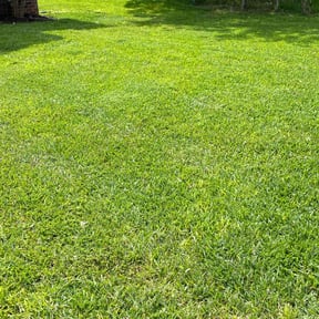 lawn care services by Ramirez Hernandez Landscape reviewed on February 29, 2024