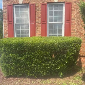 Bush Trimming by GET Tax Service reviewed on December 10, 2025