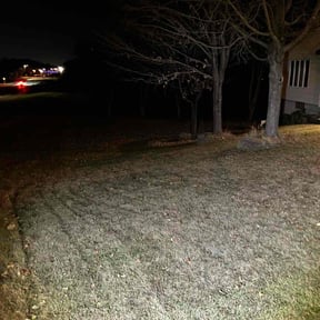 Leaf Removal by Rosetta LLC reviewed on November 25, 2025